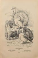 Bungartz, Jean: Taubenrassen. Leipzig, é.n. Twietmayer, 109p. XXXIII. t . Kiadói félvászon kötésben,...