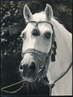 Alapfy Attila (1930-2016): Shagya XL bábolnai arab törzsmén (lóportré), a hátoldalon feliratozott, pecséttel jelzett fotó, 23,5x17,5 cm