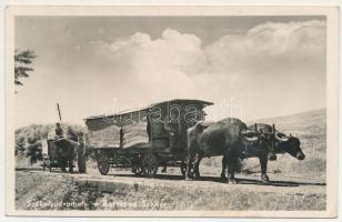 Székelyudvarhely, Odorheiu Secuiesc; Borvizes bivaly szekér / Transylvanian folklore, buffalo cart carrying mineral water (tűnyomok / pinmarks)