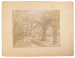 cca 1900 Biskra, Algéria, pálmafák, kartonra kasírozott, feliratozott fotó, 21×27 cm