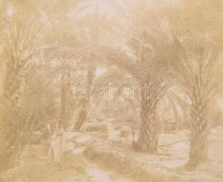 cca 1900 Biskra, Algéria, pálmafák, kartonra kasírozott, feliratozott fotó, 21×27 cm