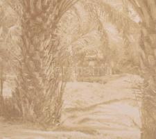 cca 1900 Biskra, Algéria, pálmafák, kartonra kasírozott, feliratozott fotó, 21×27 cm