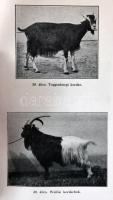 Schandl József: A Juh tenyésztése. Bp., 1947. Kulcsár Anna. 196p. Egészoldalas képekkel illusztrált....