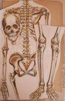 Bilz, F. E.: Az új természetes gyógymód. I-II. kötet. A természetszerű gyógyeljárás és egészségápolá...