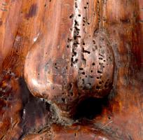 Halász L. jelzéssel: Arc. Faragott fa, 58x28 cm