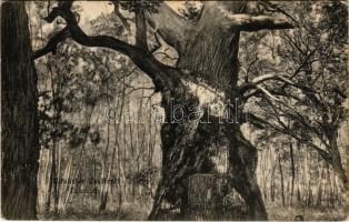 Zselíz, Zeliezovce; Fakastély / tree castle (EK)