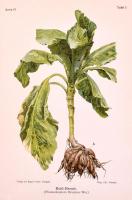 Oskar von Kirchner: Atlas der Krankheiten und Beschädigungen unserer landwirtschaftlichen Kulturpfal...