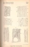 A Magyar Királyi Földtani Intézet évkönyve. VII. kötet. (1884-1887).
Budapest, 1884-1887. Franklin-...
