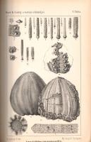 A Magyar Királyi Földtani Intézet évkönyve. VII. kötet. (1884-1887).
Budapest, 1884-1887. Franklin-...