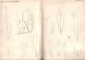 A Magyar Királyi Földtani Intézet évkönyve. VII. kötet. (1884-1887).
Budapest, 1884-1887. Franklin-...