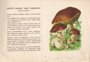 Fontosabb ehető gombáink
(Budapest), [1953]. (Budapesti Szikra Nyomda). 23 + [1] p. Haránt alakú kö...