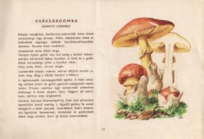Fontosabb ehető gombáink
(Budapest), [1953]. (Budapesti Szikra Nyomda). 23 + [1] p. Haránt alakú kö...
