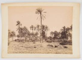 cca 1890-1900 Jean Pascal Sébah (1872-1947): Sheik Abada (Egyiptom, Antinoopolis, ma: El Sheikh Ibada), nagyméretű fotó kartonon, jelzett a fotón, feliratozva, 21x27 cm/  cca 1890-1900 Jean Pascal Sébah (1872-1947): Sheik Abada (Egypt, Antinoopolis, today: El Sheikh Ibada), large-size photo on board, 21x27 cm