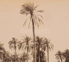 cca 1890-1900 Jean Pascal Sébah (1872-1947): Sheik Abada (Egyiptom, Antinoopolis, ma: El Sheikh Ibad...