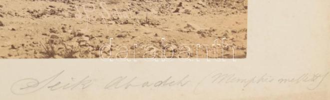cca 1890-1900 Jean Pascal Sébah (1872-1947): Sheik Abada (Egyiptom, Antinoopolis, ma: El Sheikh Ibad...