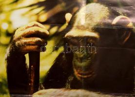 1979 Az állatok válaszolnak, filmplakát, ofszet, papír, jelzett a nyomaton (Vancsa-Sárközy), Offset ...