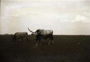 cca 1930-1950 Vegyes fotónegatív tétel negatívtartó tasakokban, utazások, felvonulás, városképek, él...