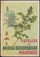 ca 1950 Figyeljük az amerikai burgonyabogár megjelenését, villamosplakát méret, kétoldalas 14x19 cm