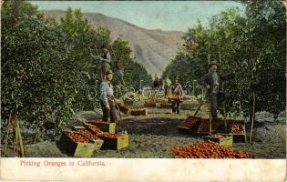 California, Picking Oranges. M. Rieder (fl)