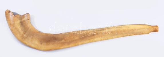 Sófár. kosszarv, oroszországi zsidó közösség, cca 19. sz. közepe - második fele, jelzés nélkül, h: 38 cm /// Shofar, ram's horn, Jewish community of Russia, circa mid to late 19th century, unmarked, length 38 cm.