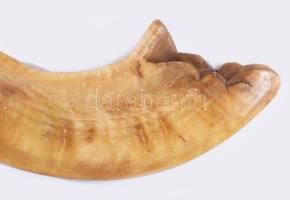 Sófár. kosszarv, oroszországi zsidó közösség, cca 19. sz. közepe - második fele, jelzés nélkül, h: 3...