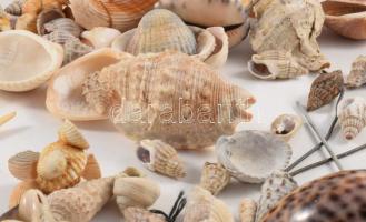 Doboznyi kagyló, csiga