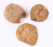 Amonitesz fosszília, 3 darab