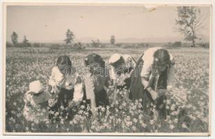 1938 Fogaras, Fagaras; Strajeri, Straja Tarii / Román ifjúsági szervezet lány tagjai nárcisz szedés közben / girl members of the Romanian paramilitary youth organization picking flowers. photo (fl)
