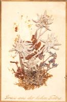 Greeting card from the Tátra with real flower (EB)