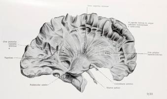 Dr. Komáromy László: Az agyvelő boncolása. Tájbonctani és technikai útmutató. Bp.,1967, Medicina, 12...