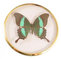 Preparált Indonéz fecskefarkú lepke, vitrinben, d: 13 cm