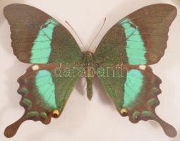 Preparált Indonéz fecskefarkú lepke, vitrinben, d: 13 cm