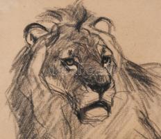 Zombory Lajos (1867-1933): Oroszlán. Ceruza, papír, jelzett, üvegezett fakeretben, 18×25 cm