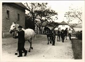 Kistapolcsány, Topolcianky; lovarda / horses. photo (non PC)