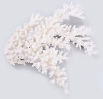 Fehér korall, 26x23 cm