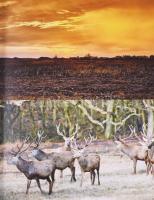 Vári Dávid: Terítéken. A magyar vadgasztronómia receptkönyve. 2019, Boook Kiadó. Kiadói kartonált kö...