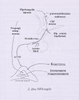 Kulcsár Zs Kökönyei Gy. Rózsa S. (szerk.): Megmagyarázhatatlan testi tünetek I-II.
2004. Kiadói pap...