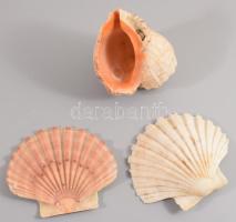 8 darabos ásvány és kagyló tétel, közte obszidián, achát, opál, jáspis, klf méretben,