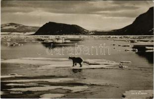 Isbjorn. Foto H.H. Kohncke / Young polar bear. Feldpost, swastika (fa)
