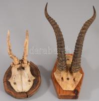 2 db trófea: zerge, őzbak 35 cm ig