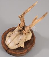 2 db trófea: zerge, őzbak 35 cm ig