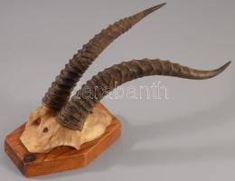 2 db trófea: zerge, őzbak 35 cm ig