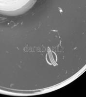 8 személyes kristály pezsgős pohár garnitúra. Hibátlan, m: 16,5 cm