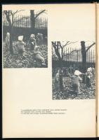 Pikler Emmi (szerk.): Az egészséges csecsemő és gyermek fejlődése és gondozása 3. Bp., 1978, Medicin...