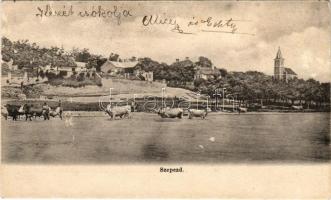 Balatonszepezd, Szepezd; Balaton-parti részlet, nyaraló, villa, templom, gulya (Rb)