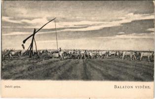 Balaton, Delelő gulya, magyar folklór. D.K.F.E. 927.