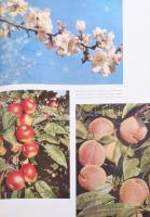 Max Mezger - Franz Boerner: Das Nieverlorene Paradies. Berlin-Darmstadt,1956., Deutsche Buch-Gemeins...