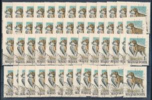 1956 53 db Magyarországi kutyafajták 1Ft metszéssel javított lemezhiba (79.500)