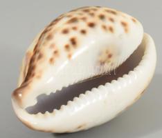 Ganésa figurával díszített tigriskagyló, h: 9,5 cm