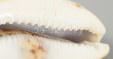 Ganésa figurával díszített tigriskagyló, h: 9,5 cm